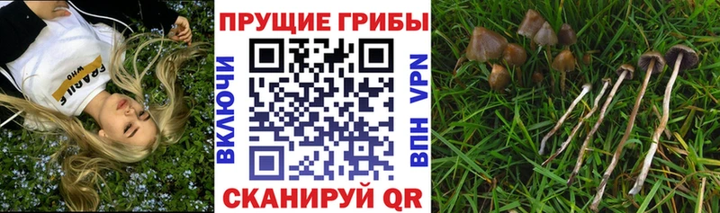 Купить  Буй  Псилоцибиновые грибы прущие грибы 